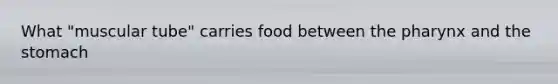 What "muscular tube" carries food between the pharynx and the stomach