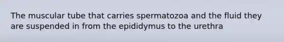 The muscular tube that carries spermatozoa and the fluid they are suspended in from the epididymus to the urethra