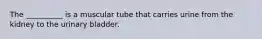 The __________ is a muscular tube that carries urine from the kidney to the urinary bladder.