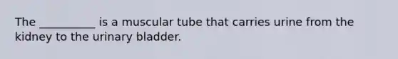 The __________ is a muscular tube that carries urine from the kidney to the urinary bladder.