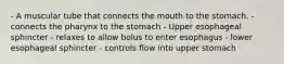 - A muscular tube that connects the mouth to the stomach. - connects the pharynx to the stomach - Upper esophageal sphincter - relaxes to allow bolus to enter esophagus - lower esophageal sphincter - controls flow into upper stomach