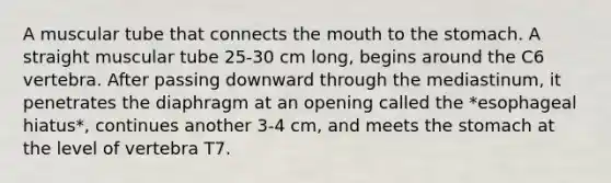 A muscular tube that connects the mouth to the stomach. A straight muscular tube 25-30 cm long, begins around the C6 vertebra. After passing downward through the mediastinum, it penetrates the diaphragm at an opening called the *esophageal hiatus*, continues another 3-4 cm, and meets the stomach at the level of vertebra T7.