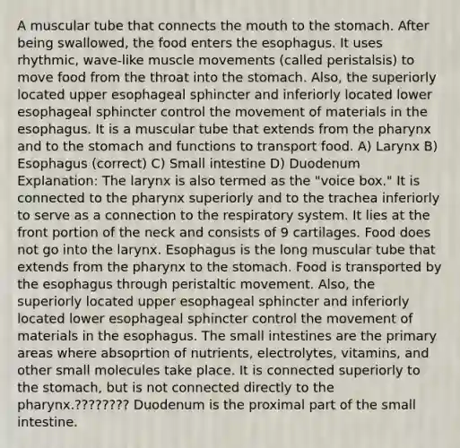 A muscular tube that connects the mouth to the stomach. After being swallowed, the food enters the esophagus. It uses rhythmic, wave-like muscle movements (called peristalsis) to move food from the throat into the stomach. Also, the superiorly located upper esophageal sphincter and inferiorly located lower esophageal sphincter control the movement of materials in the esophagus. It is a muscular tube that extends from the pharynx and to the stomach and functions to transport food. A) Larynx B) Esophagus (correct) C) Small intestine D) Duodenum Explanation: The larynx is also termed as the "voice box." It is connected to the pharynx superiorly and to the trachea inferiorly to serve as a connection to the respiratory system. It lies at the front portion of the neck and consists of 9 cartilages. Food does not go into the larynx. Esophagus is the long muscular tube that extends from the pharynx to the stomach. Food is transported by the esophagus through peristaltic movement. Also, the superiorly located upper esophageal sphincter and inferiorly located lower esophageal sphincter control the movement of materials in the esophagus. The small intestines are the primary areas where absoprtion of nutrients, electrolytes, vitamins, and other small molecules take place. It is connected superiorly to the stomach, but is not connected directly to the pharynx.???????? Duodenum is the proximal part of the small intestine.