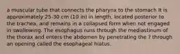 a muscular tube that connects the pharynx to the stomach It is approximately 25-30 cm (10 in) in length, located posterior to the trachea, and remains in a collapsed form when not engaged in swallowing. The esophagus runs through the mediastinum of the thorax and enters the abdomen by penetrating the ? through an opening called the esophageal hiatus.