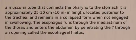 a muscular tube that connects <a href='https://www.questionai.com/knowledge/ktW97n6hGJ-the-pharynx' class='anchor-knowledge'>the pharynx</a> to <a href='https://www.questionai.com/knowledge/kLccSGjkt8-the-stomach' class='anchor-knowledge'>the stomach</a> It is approximately 25-30 cm (10 in) in length, located posterior to the trachea, and remains in a collapsed form when not engaged in swallowing. <a href='https://www.questionai.com/knowledge/kSjVhaa9qF-the-esophagus' class='anchor-knowledge'>the esophagus</a> runs through the mediastinum of the thorax and enters the abdomen by penetrating the ? through an opening called the esophageal hiatus.