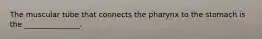 The muscular tube that connects the pharynx to the stomach is the _______________.