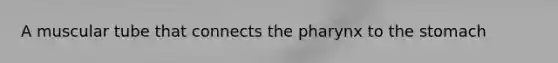 A muscular tube that connects the pharynx to the stomach