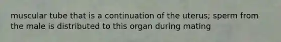 muscular tube that is a continuation of the uterus; sperm from the male is distributed to this organ during mating