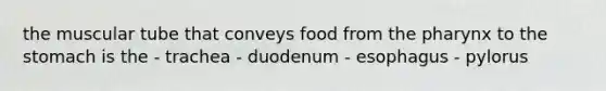 the muscular tube that conveys food from the pharynx to the stomach is the - trachea - duodenum - esophagus - pylorus