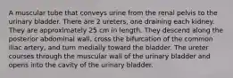 A muscular tube that conveys urine from the renal pelvis to the urinary bladder. There are 2 ureters, one draining each kidney. They are approximately 25 cm in length. They descend along the posterior abdominal wall, cross the bifurcation of the common iliac artery, and turn medially toward the bladder. The ureter courses through the muscular wall of the urinary bladder and opens into the cavity of the urinary bladder.