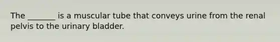 The _______ is a muscular tube that conveys urine from the renal pelvis to the urinary bladder.