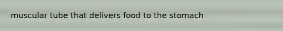 muscular tube that delivers food to the stomach
