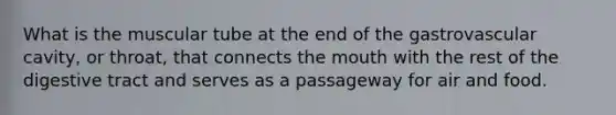 What is the muscular tube at the end of the gastrovascular cavity, or throat, that connects the mouth with the rest of the digestive tract and serves as a passageway for air and food.