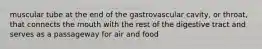 muscular tube at the end of the gastrovascular cavity, or throat, that connects the mouth with the rest of the digestive tract and serves as a passageway for air and food