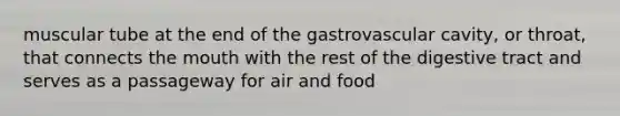 muscular tube at the end of the gastrovascular cavity, or throat, that connects the mouth with the rest of the digestive tract and serves as a passageway for air and food