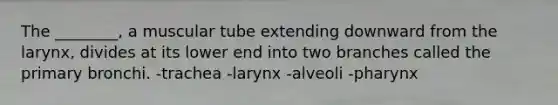 The ________, a muscular tube extending downward from the larynx, divides at its lower end into two branches called the primary bronchi. -trachea -larynx -alveoli -pharynx