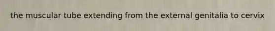 the muscular tube extending from the external genitalia to cervix