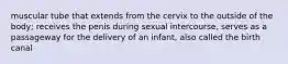 muscular tube that extends from the cervix to the outside of the body; receives the penis during sexual intercourse, serves as a passageway for the delivery of an infant, also called the birth canal