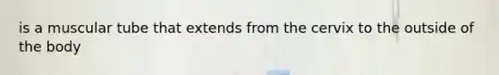 is a muscular tube that extends from the cervix to the outside of the body