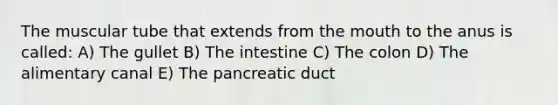 The muscular tube that extends from the mouth to the anus is called: A) The gullet B) The intestine C) The colon D) The alimentary canal E) The pancreatic duct