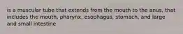 is a muscular tube that extends from the mouth to the anus, that includes the mouth, pharynx, esophagus, stomach, and large and small intestine