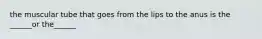 the muscular tube that goes from the lips to the anus is the ______or the______