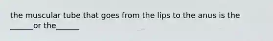 the muscular tube that goes from the lips to the anus is the ______or the______
