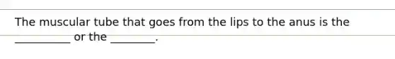 The muscular tube that goes from the lips to the anus is the __________ or the ________.