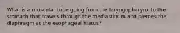 What is a muscular tube going from the laryngopharynx to the stomach that travels through the mediastinum and pierces the diaphragm at the esophageal hiatus?