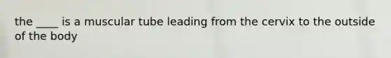 the ____ is a muscular tube leading from the cervix to the outside of the body