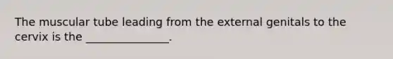 The muscular tube leading from the external genitals to the cervix is the _______________.