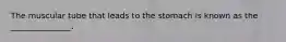 The muscular tube that leads to the stomach is known as the _______________.