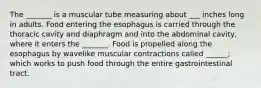 The _______ is a muscular tube measuring about ___ inches long in adults. Food entering the esophagus is carried through the thoracic cavity and diaphragm and into the abdominal cavity, where it enters the _______. Food is propelled along the esophagus by wavelike muscular contractions called ______; which works to push food through the entire gastrointestinal tract.