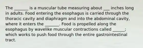 The _______ is a muscular tube measuring about ___ inches long in adults. Food entering the esophagus is carried through the thoracic cavity and diaphragm and into the abdominal cavity, where it enters the _______. Food is propelled along the esophagus by wavelike muscular contractions called ______; which works to push food through the entire gastrointestinal tract.