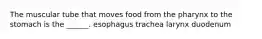 The muscular tube that moves food from the pharynx to the stomach is the ______. esophagus trachea larynx duodenum