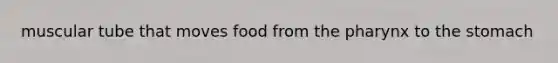 muscular tube that moves food from <a href='https://www.questionai.com/knowledge/ktW97n6hGJ-the-pharynx' class='anchor-knowledge'>the pharynx</a> to the stomach