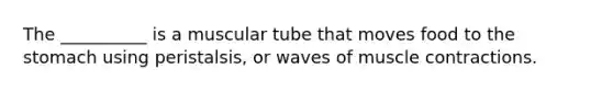 The __________ is a muscular tube that moves food to <a href='https://www.questionai.com/knowledge/kLccSGjkt8-the-stomach' class='anchor-knowledge'>the stomach</a> using peristalsis, or waves of <a href='https://www.questionai.com/knowledge/k0LBwLeEer-muscle-contraction' class='anchor-knowledge'>muscle contraction</a>s.