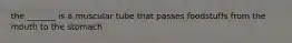 the _______ is a muscular tube that passes foodstuffs from the mouth to the stomach