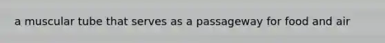 a muscular tube that serves as a passageway for food and air