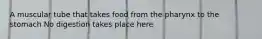 A muscular tube that takes food from the pharynx to the stomach No digestion takes place here