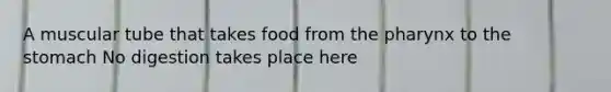 A muscular tube that takes food from the pharynx to the stomach No digestion takes place here