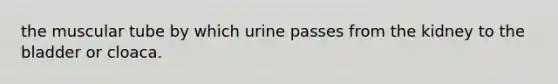 the muscular tube by which urine passes from the kidney to the bladder or cloaca.