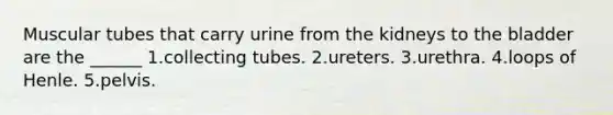 Muscular tubes that carry urine from the kidneys to the bladder are the ______ 1.collecting tubes. 2.ureters. 3.urethra. 4.loops of Henle. 5.pelvis.