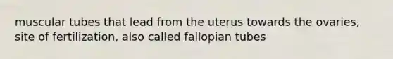 muscular tubes that lead from the uterus towards the ovaries, site of fertilization, also called fallopian tubes