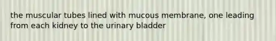 the muscular tubes lined with mucous membrane, one leading from each kidney to the urinary bladder