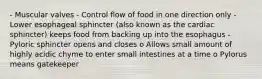 - Muscular valves - Control flow of food in one direction only - Lower esophageal sphincter (also known as the cardiac sphincter) keeps food from backing up into the esophagus - Pyloric sphincter opens and closes o Allows small amount of highly acidic chyme to enter small intestines at a time o Pylorus means gatekeeper