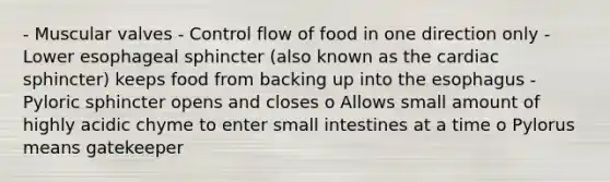 - Muscular valves - Control flow of food in one direction only - Lower esophageal sphincter (also known as the cardiac sphincter) keeps food from backing up into the esophagus - Pyloric sphincter opens and closes o Allows small amount of highly acidic chyme to enter small intestines at a time o Pylorus means gatekeeper