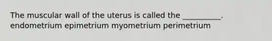 The muscular wall of the uterus is called the __________. endometrium epimetrium myometrium perimetrium