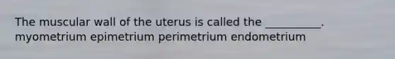 The muscular wall of the uterus is called the __________. myometrium epimetrium perimetrium endometrium