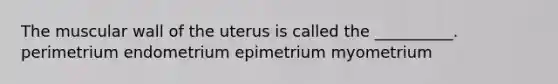 The muscular wall of the uterus is called the __________. perimetrium endometrium epimetrium myometrium